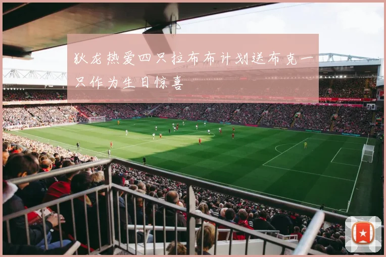 狄龙热爱四只拉布布计划送布克一只作为生日惊喜